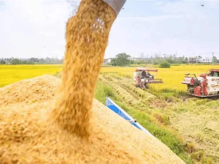 paddy rice milling in the Philippines