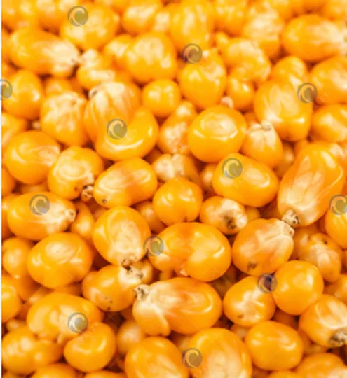 corn