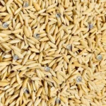 dried paddy rice grains