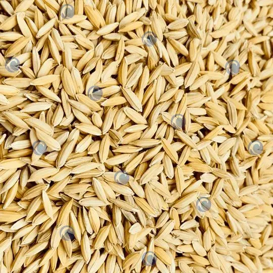 dried paddy rice grains