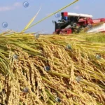 harvested paddy rice