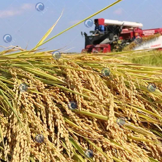 harvested paddy rice