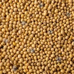 soybean
