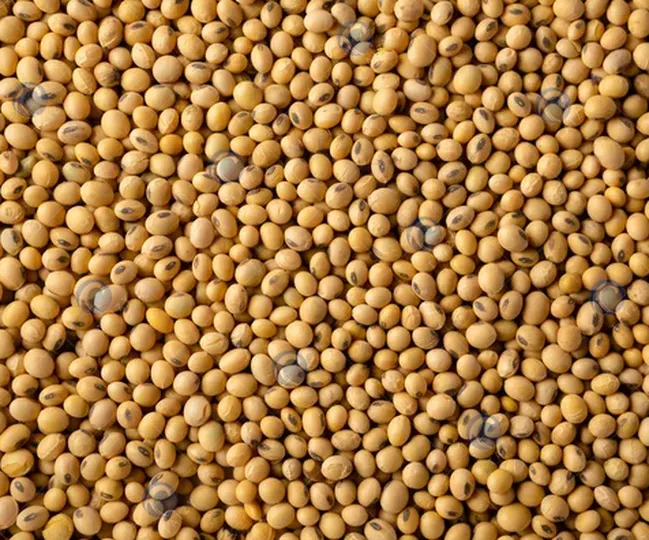 soybean