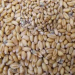 wheat