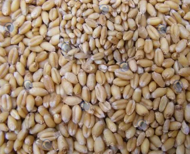 wheat