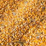 corn for the grain screening machine