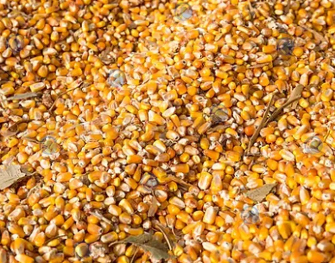 corn for the grain screening machine