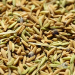 paddy for the vibration cleaning machine