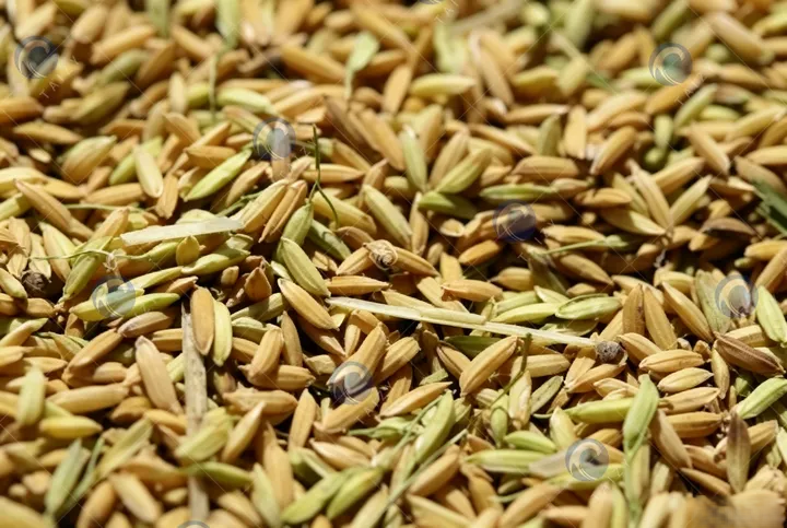 paddy for the vibration cleaning machine