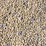 soybean for the grain vibrating screen