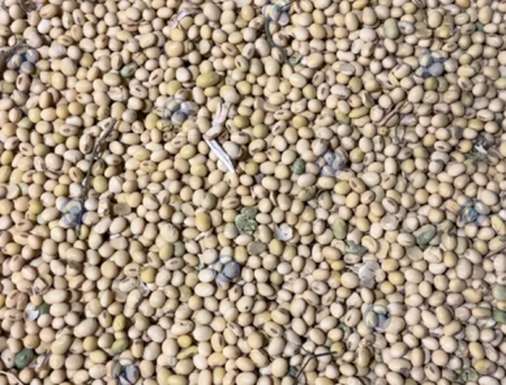 soybean for the grain vibrating screen